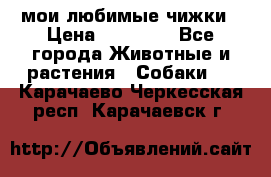 мои любимые чижки › Цена ­ 15 000 - Все города Животные и растения » Собаки   . Карачаево-Черкесская респ.,Карачаевск г.